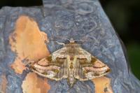 Euchalcia variabilis