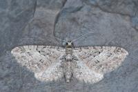 Eupithecia pusillata