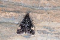 Heliothela wulfeniana