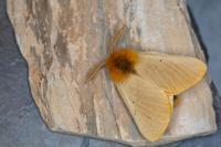 Lemonia taraxaci