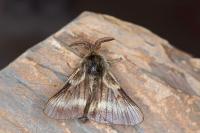 Malacosoma alpicola