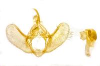 Mesotype didymata
