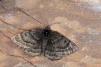 Psodos alticolaria