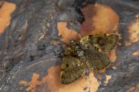 Psodos canaliculata