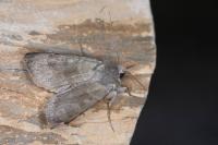 Rhyacia helvetina helvetina
