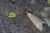 Udea uliginosalis