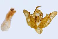 Chersotis alpestris