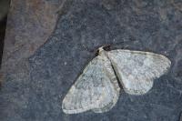 Colostygia stilpna stilpna