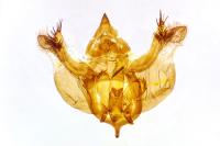 Psodos alticolaria