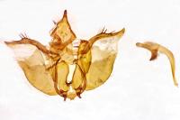 Psodos canaliculata