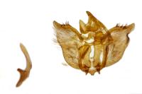 Psodos canaliculata