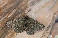 Psodos canaliculata