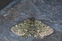 Psodos canaliculata