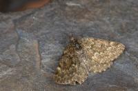 Psodos canaliculata