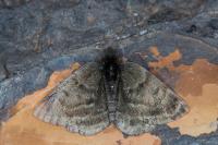 Psodos alticolaria