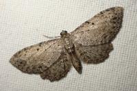 Anticollix sparsata