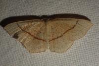 Cyclophora quercimontaria
