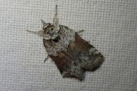 Nycteola siculana