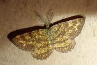 Ematurga atomaria