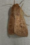 Mythimna ferrago