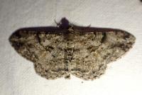 Peribatodes rhomboidaria rhomboidaria