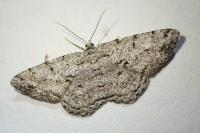 Hypomecis roboraria