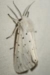 Spilosoma lubricipeda