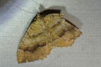 Camptogramma bilineata
