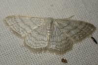 Idaea subsericeata
