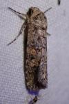 Spodoptera exigua