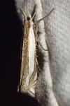 Crambus pascuella