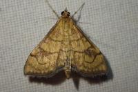 Anania verbascalis