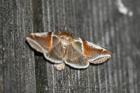 Habrosyne pyritoides