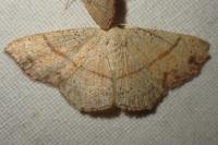 Cyclophora punctaria