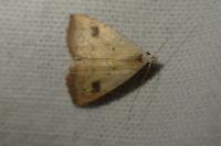 Rivula sericealis