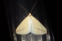 Rhodometra sacraria