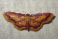 Idaea muricata