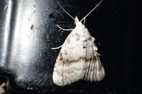 Meganola albula