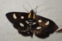 Anania funebris