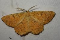 Angerona prunaria