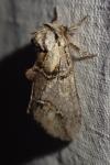 Drymonia velitaris
