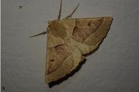 Crocallis elinguaria