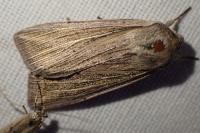 Mythimna riparia