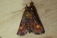 Pyrausta aurata