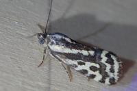 Emmelia trabealis