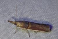 Etiella zinckenella