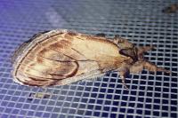 Notodonta ziczac