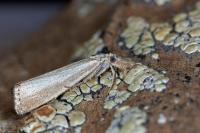 Agriphila straminella