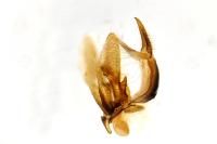 Agriphila straminella