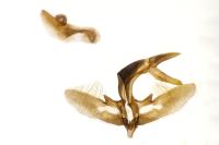 Agriphila straminella